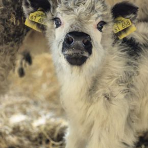 Daniela Golder-Eisenbarth (10)